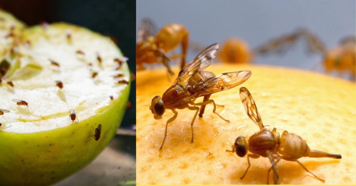 Read more about the article How To Get Rid Of Fruit Flies in 1 Day (Fastest & Actionable Way)