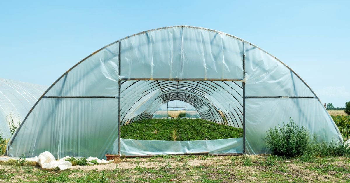 Benefits of Having a Greenhouse- Convenient and Dedicated Space- https://organicgardeningeek.com