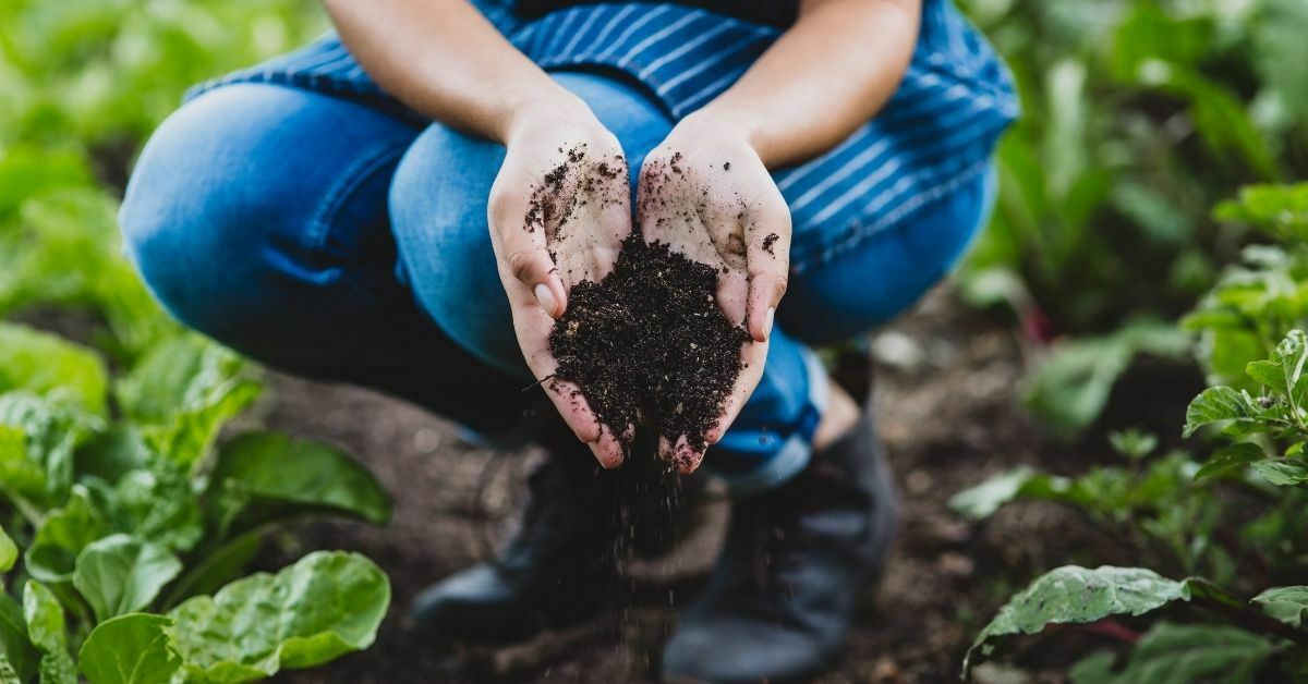 Crop rotation Increases Existing Nutrient Content of Soil https://organicgardeningeek.com