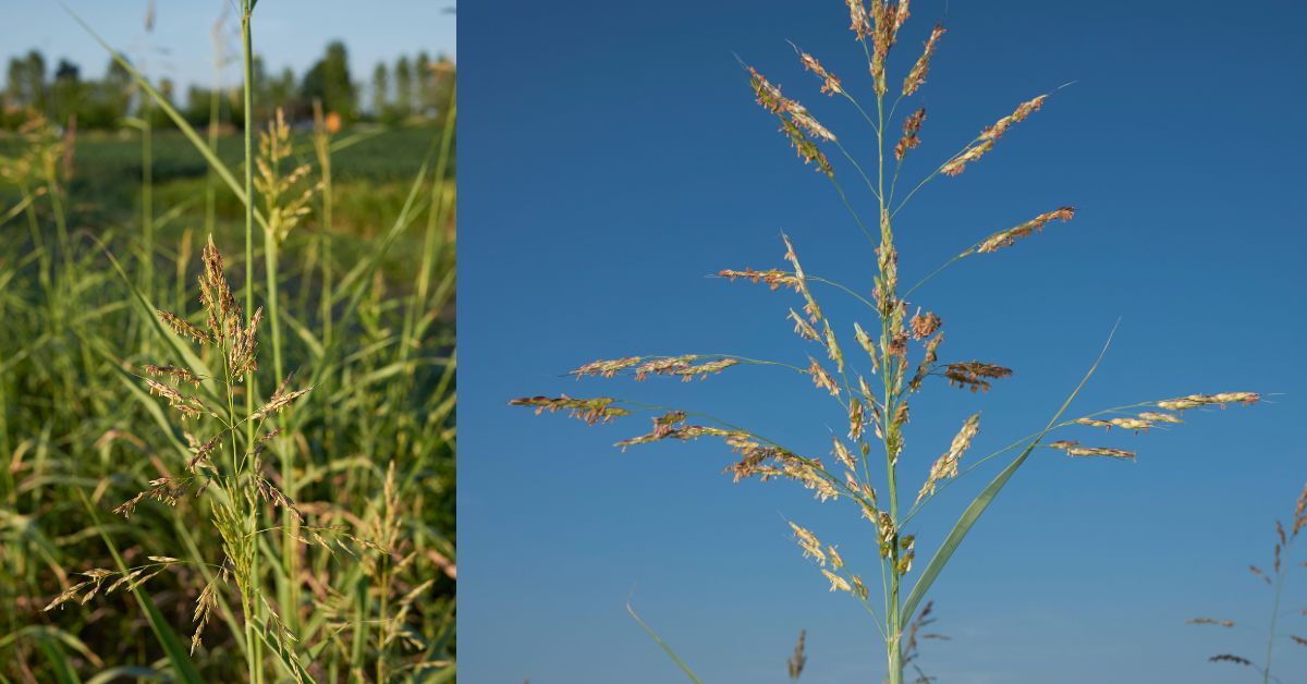You are currently viewing How To Easily Get Rid Of Johnson Grass (Sorghum halepense)
