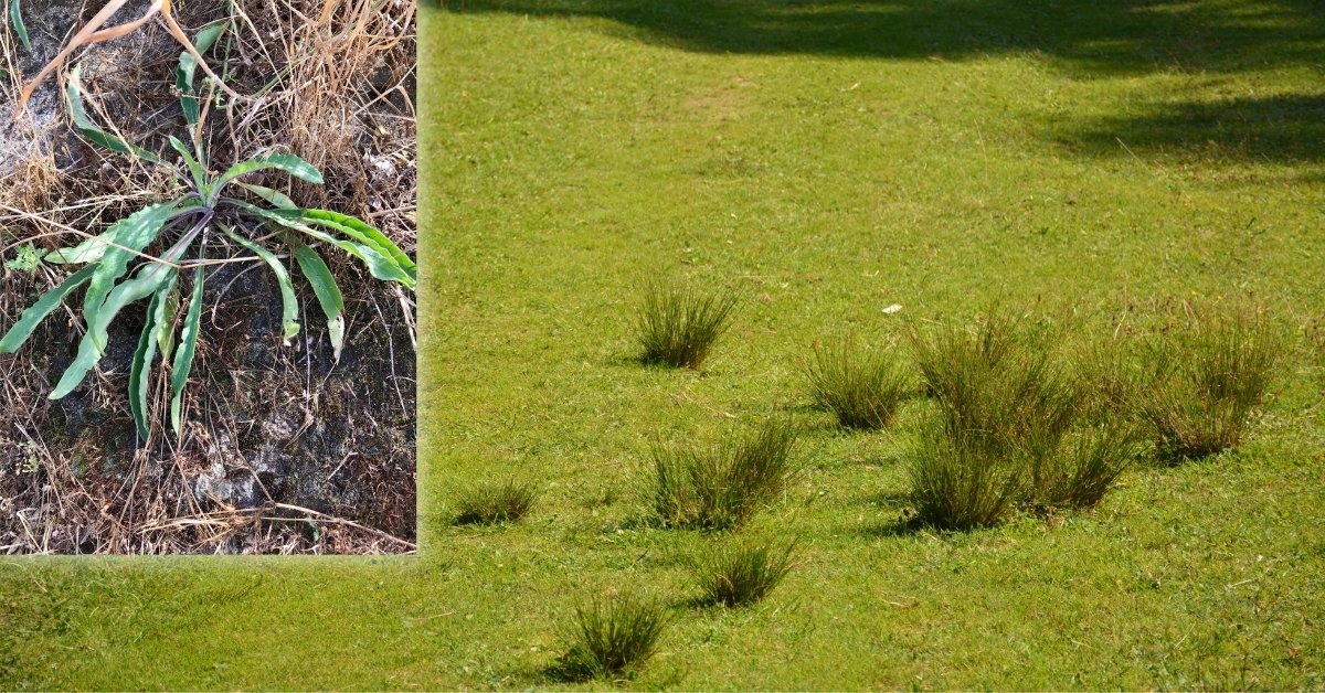 Read more about the article How To Get Rid Of Grassy Plants Naturally? (6 Killing Ways)