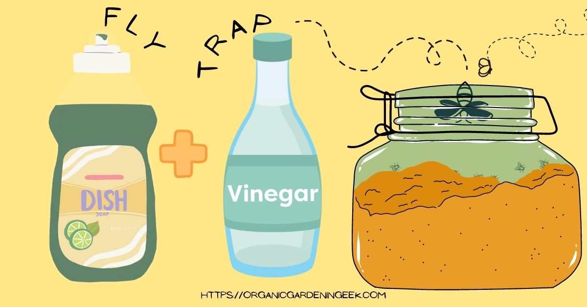 Making a fruit fly trap - Killing Fruit Flies with Vinegar And dish soap https://organicgardeningeek.com