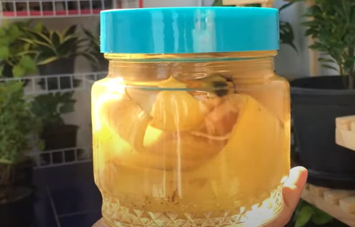fermented banana peels water fertilizer https://organicgardeningeek.com