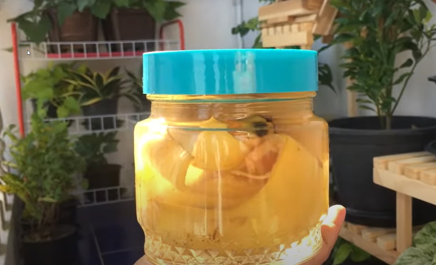 fermented banana peel water https://organcigardeningeek.com