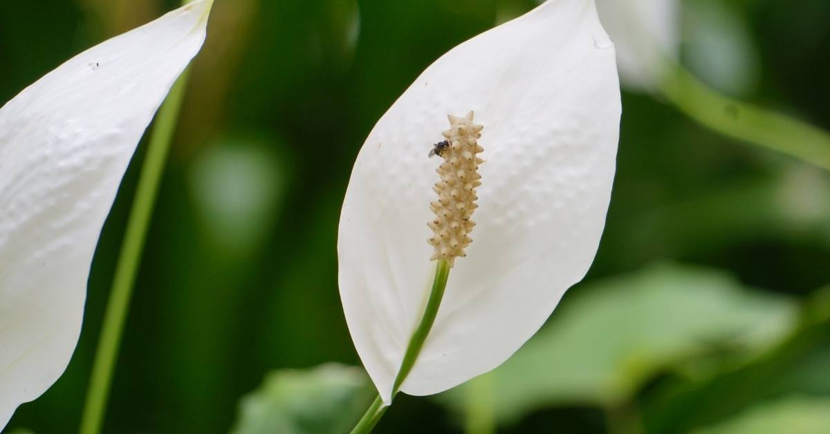 How To Care For Peace Lily Indoors (Spathiphyllum) https://organicgardeningeek.com