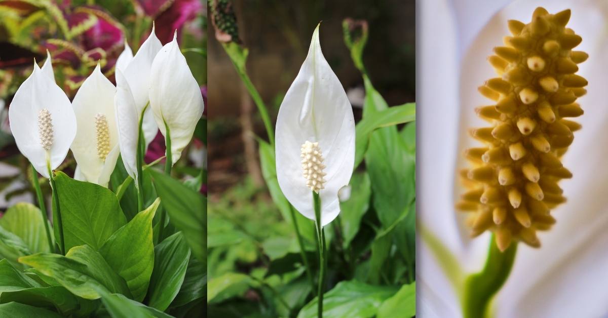 growing and caring for peace lillies indoor https://organicgardeningeek.com