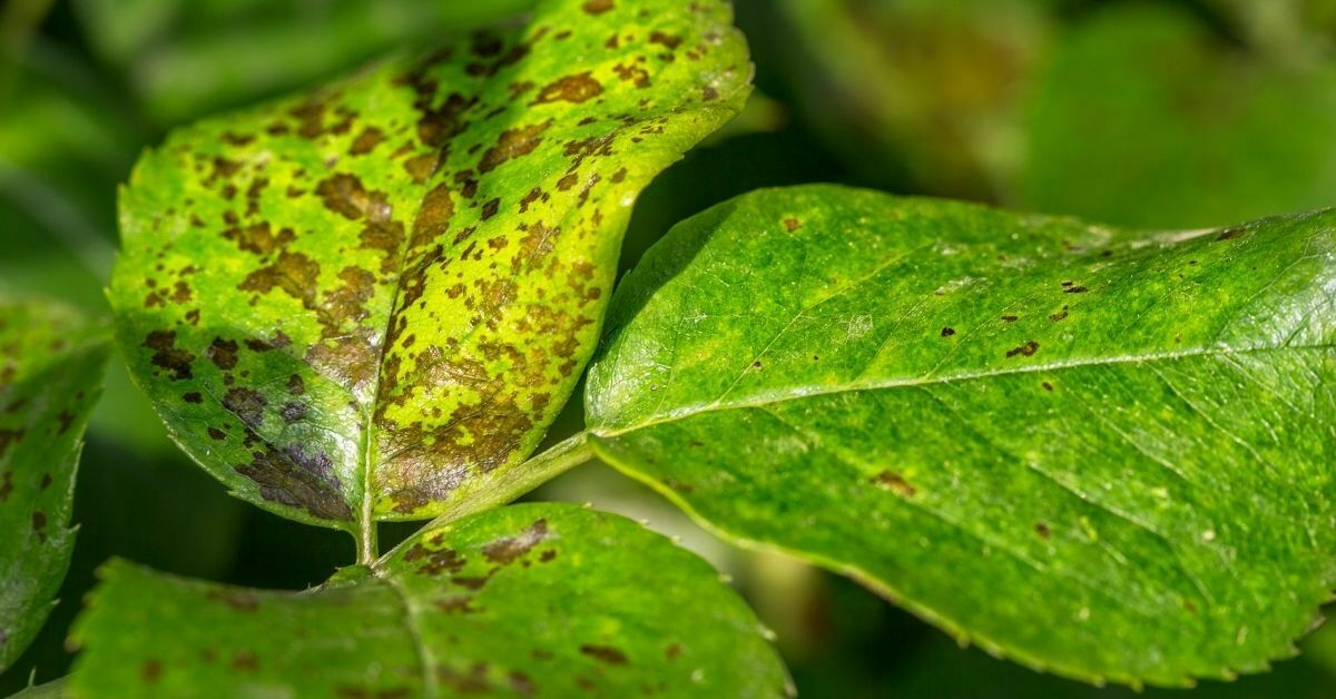 Crop rotation Prevents pests and diseases https://organicgardeningeek.com