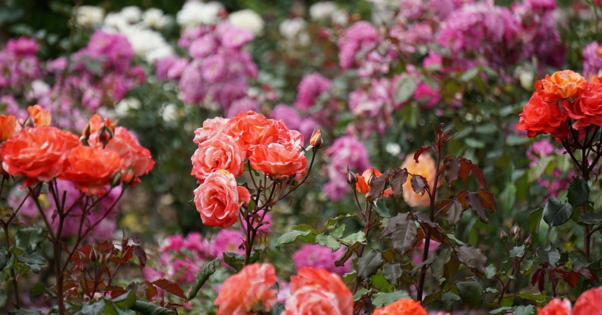 Rose Gardening - https://organicgardeningeek.com