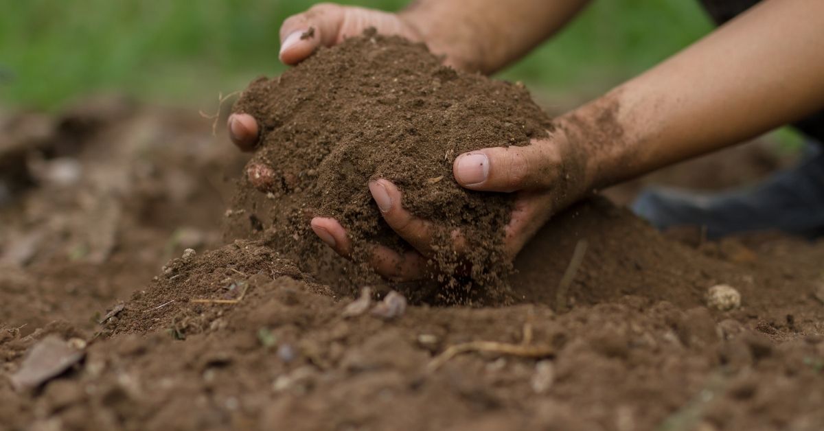how to improve the soil fertility https://organicgardeningeek.com