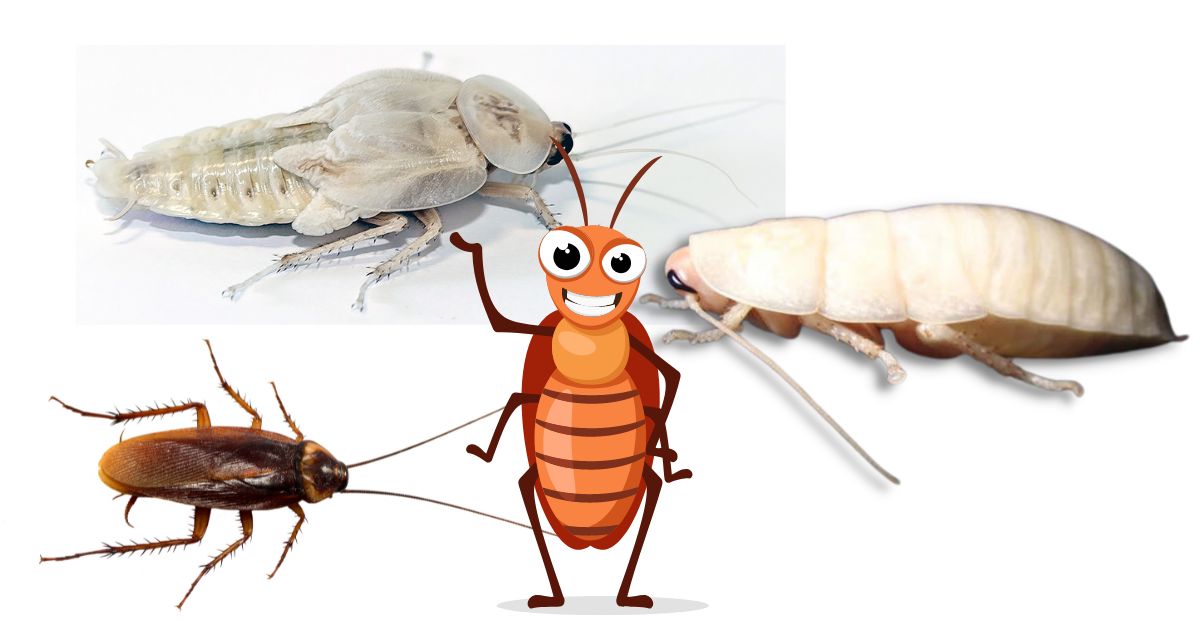 Read more about the article How to Get Rid of White Roaches (Albino Cockroach)