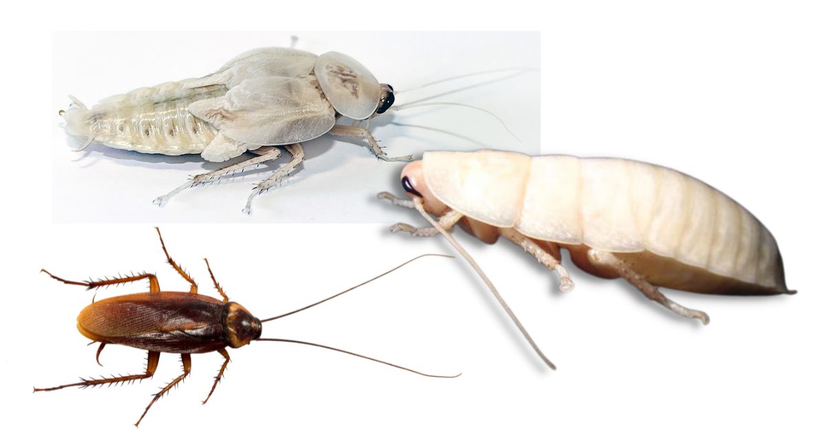 What are White Roaches - White Cockroach infestation https://organcigardeningeek.com
