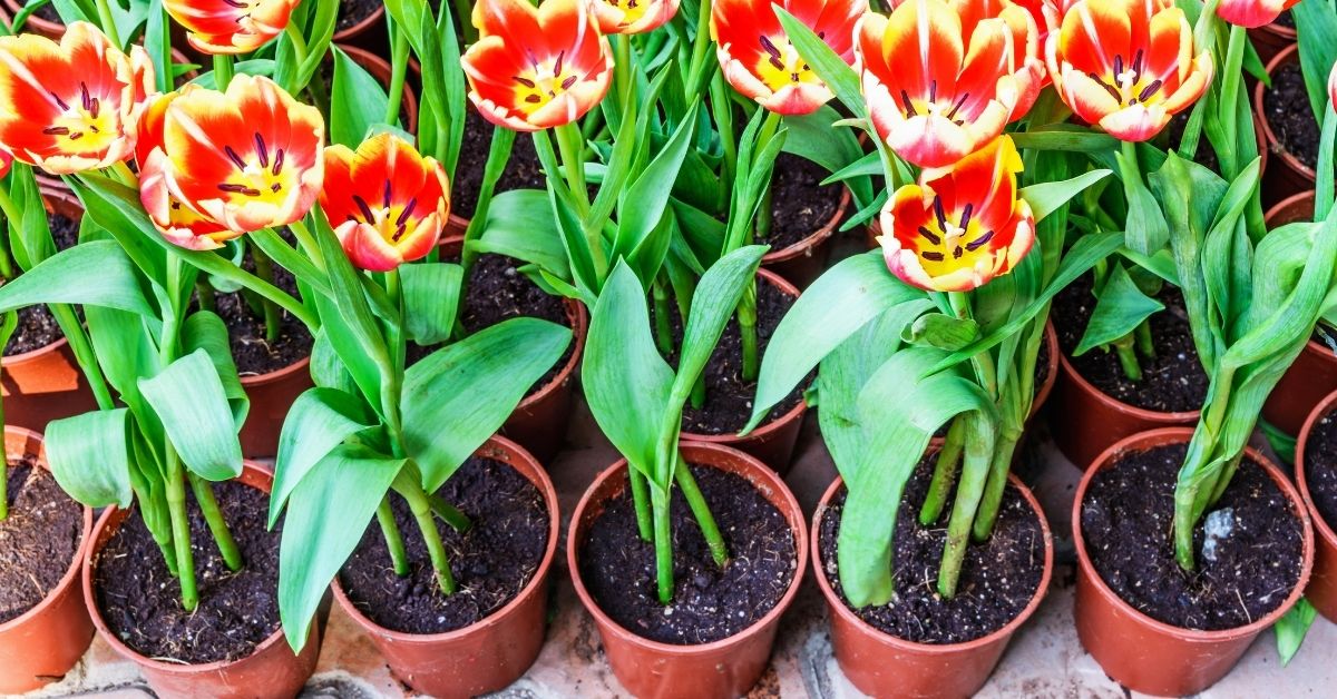  Where to Purchase the Best Tulip Bulbs - https://organicgardeningeek.com