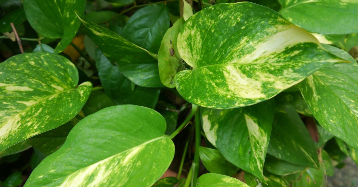 You are currently viewing How To Grow Baltic Blue Pothos? (The Ultimate Guide For Epipremnum pinnatum Baltic Blue)