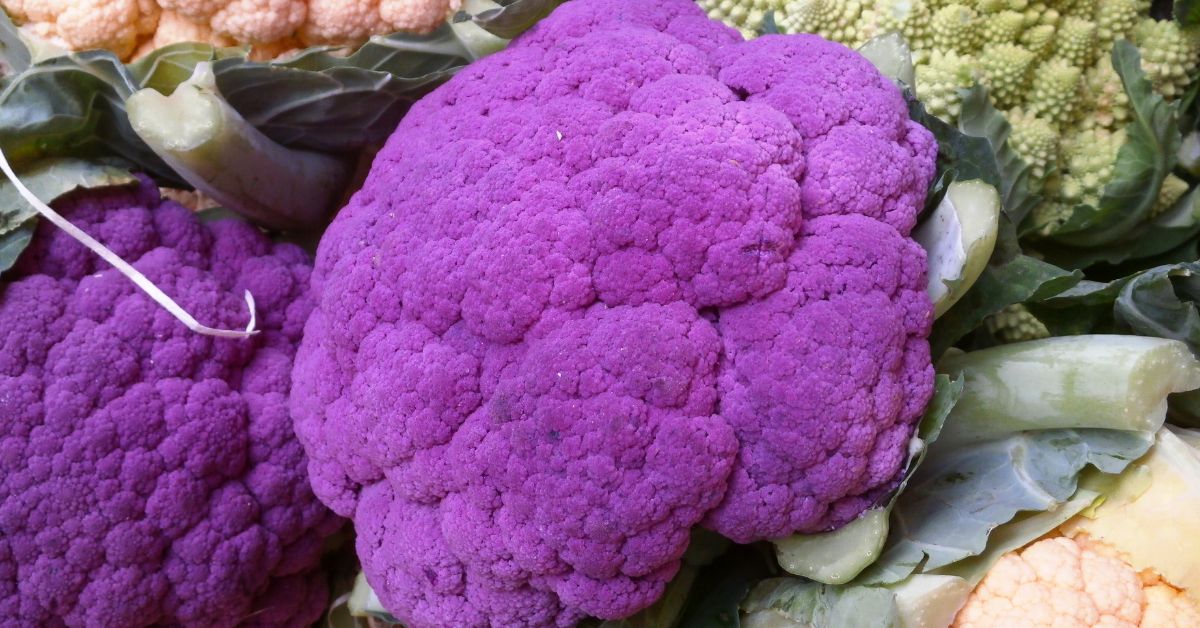 Eating Purple Broccoli to detoxify toxins https://organicgardeningeek.com