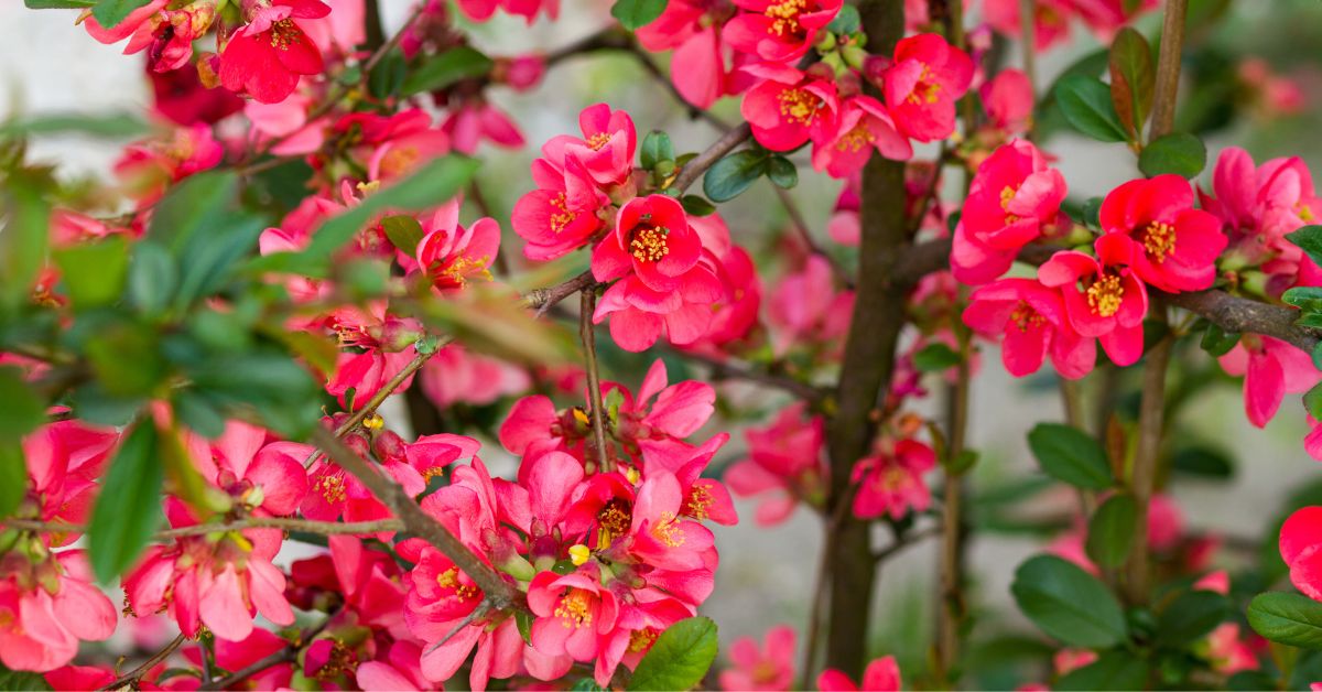 Chinese Quince (Pseudocydonia Sinensis) flowers