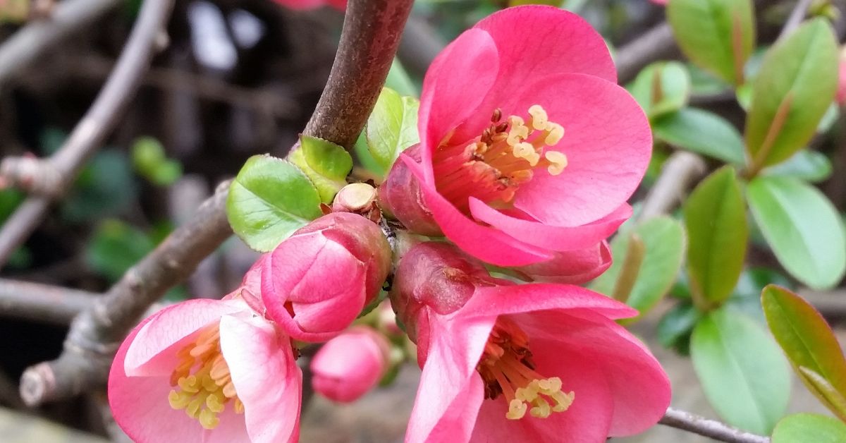 How to grow chinese quince
https://orgnicgardeningeek.com