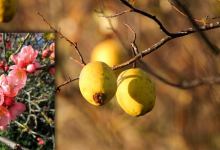 Chinese quince growing guide https://organicgardeningeek.com