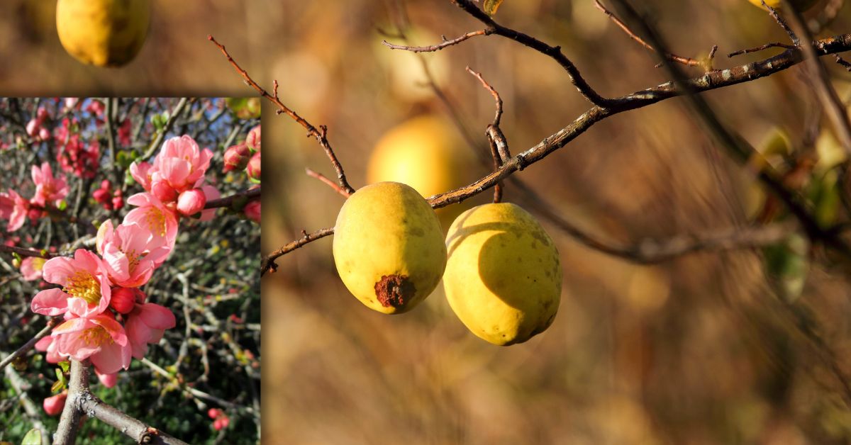 You are currently viewing Chinese Quince 101: How to Grow And Care For Pseudocydonia Sinensis