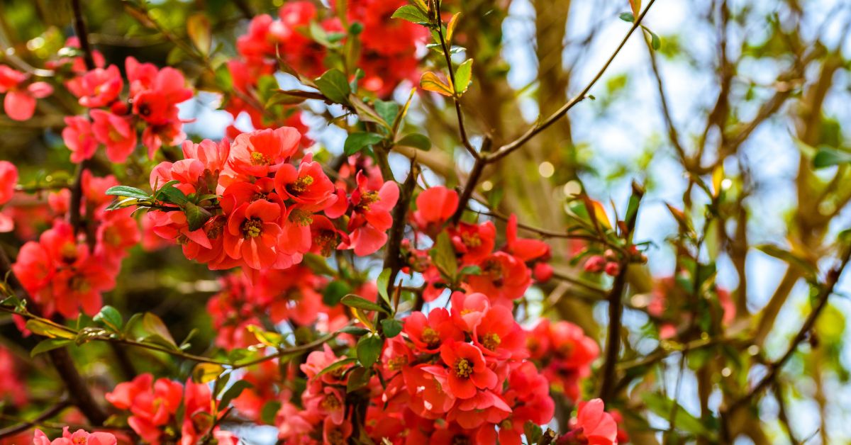 Chinese Quince (Pseudocydonia Sinensis) Color Combinations https://orgnicgardeningeek.com