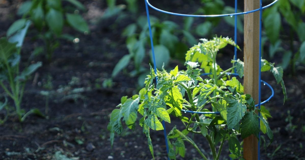 When does the growing process stop with indeterminate tomatoes? https://organicgardeningeek.com