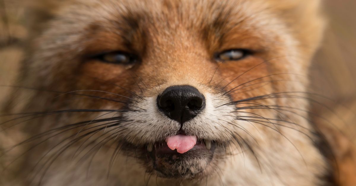 Keep Foxes Out Of Your Yard https://organicgardeningeek.com