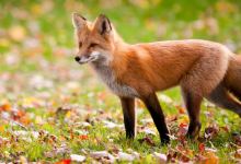 how to protect your garden from foxes? https://organicgardeningeek.com
