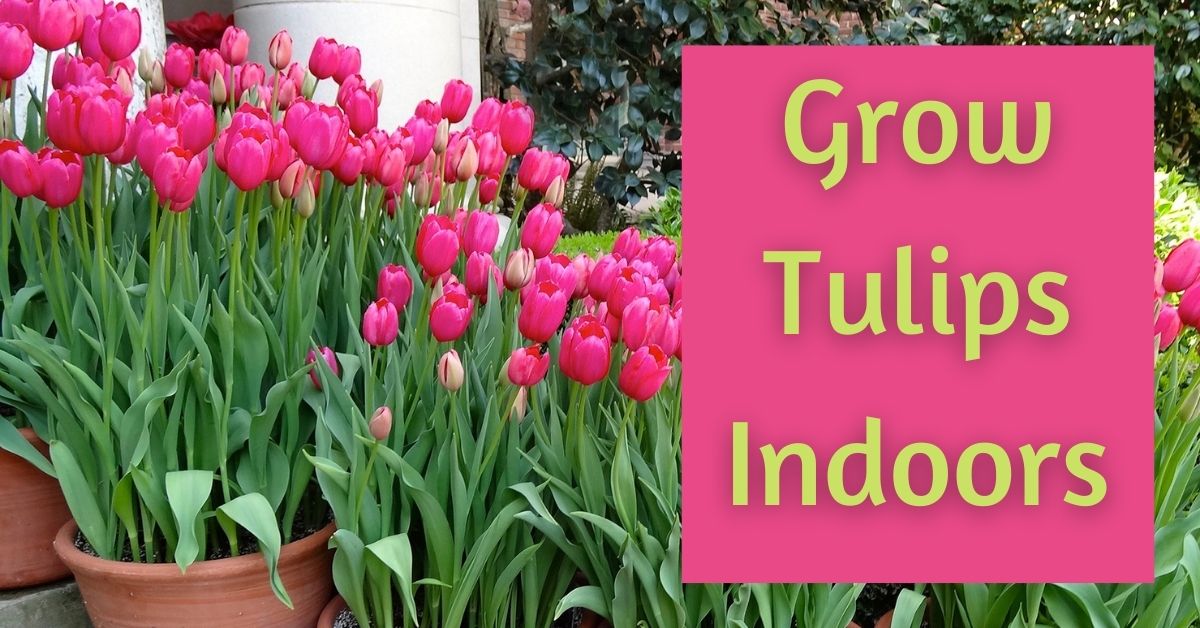 when to grow tulips indoors https://organicgardeningeek.com