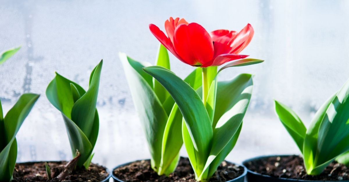 When To Plant Tulip Bulbs Indoors - tulip growing - https://organicgardeningeek.com