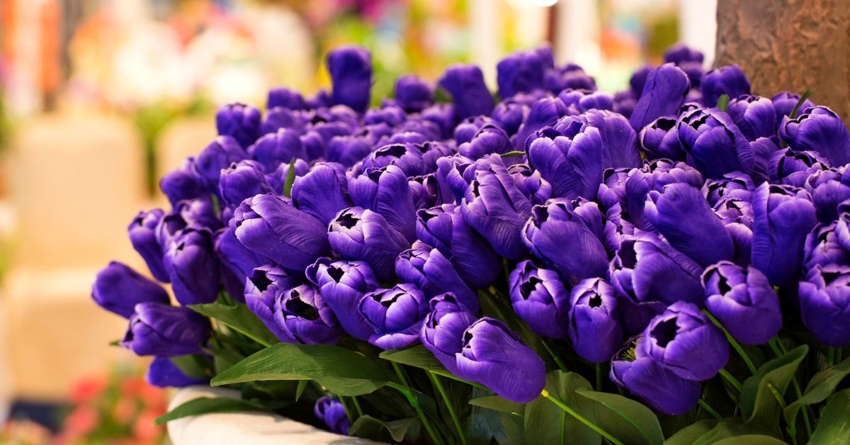 When Do You Plant Tulips Indoors https://organicgardeningeek.com