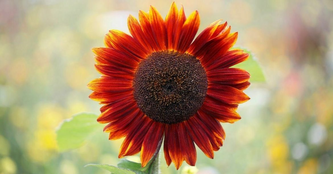 Complete Guide For Growing Sunflower Indoors (8 Varieties)