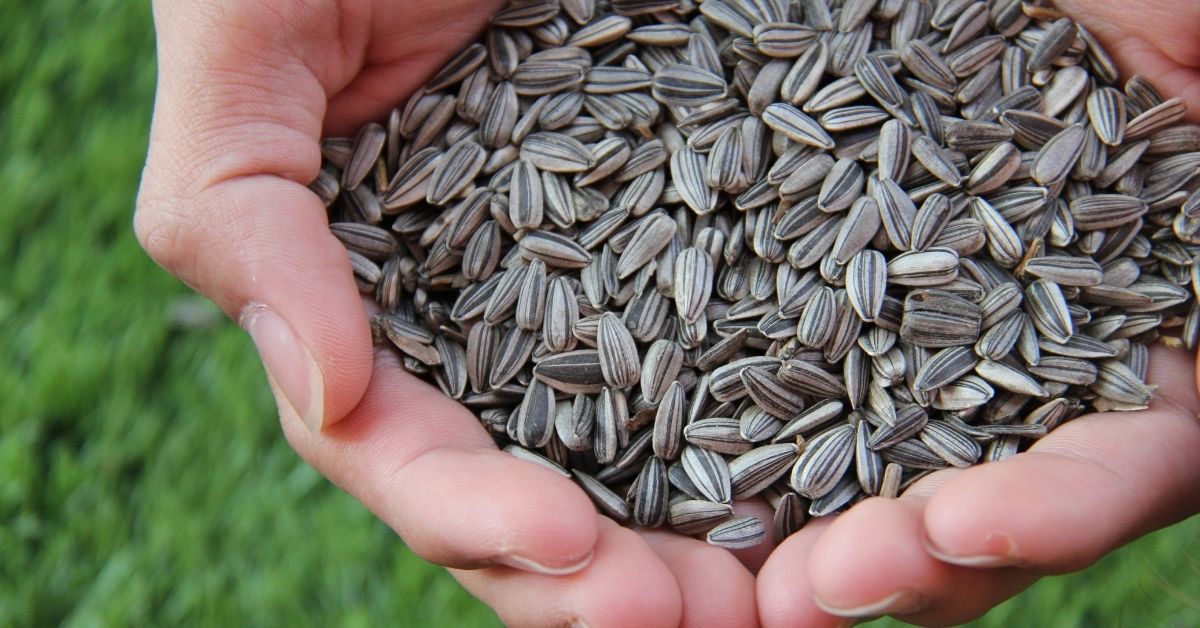 How to store sunflower seeds https://organicgardeningeek.com