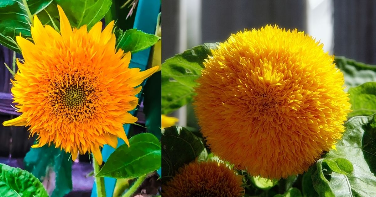 Growing sunflowers indoors https://organicgardeningeek.com