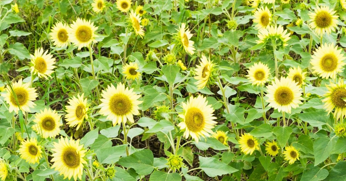 Sunflower Diseases and Pests https://organicgardeningeek.com