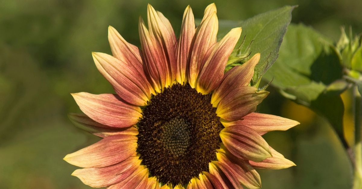 How to Start Growing Sunflower Indoors? https://organicgardeningeek.com