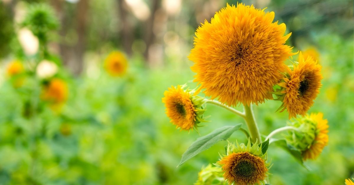 Types of Indoor Sunflowers - Guide For Growing Sunflower https://organicgardeningeek.com
