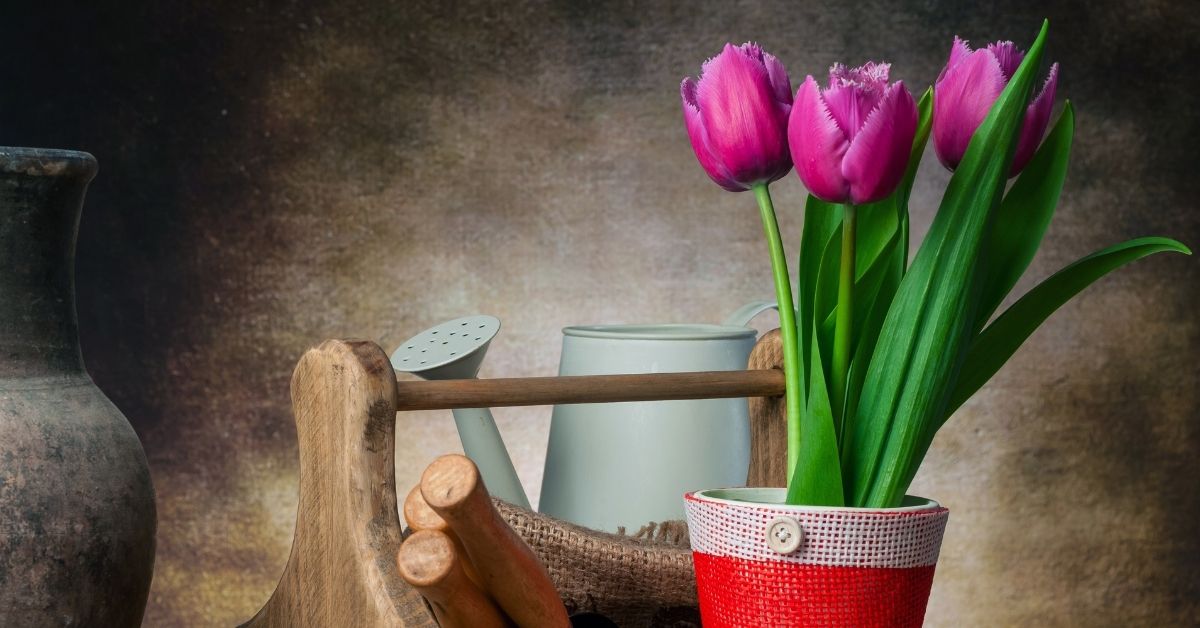 Hardy Tulips Indoors and Out https://organicgardeningeek.com