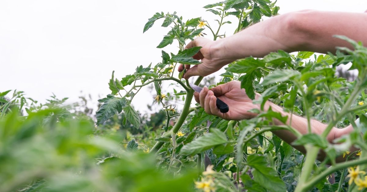 How To Remove Suckers From Indeterminate Tomato Plants https://organicgardeningeek.com