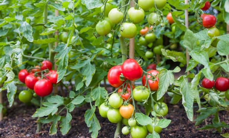 indetermined tomato pruning https://organicgardeningeek.com