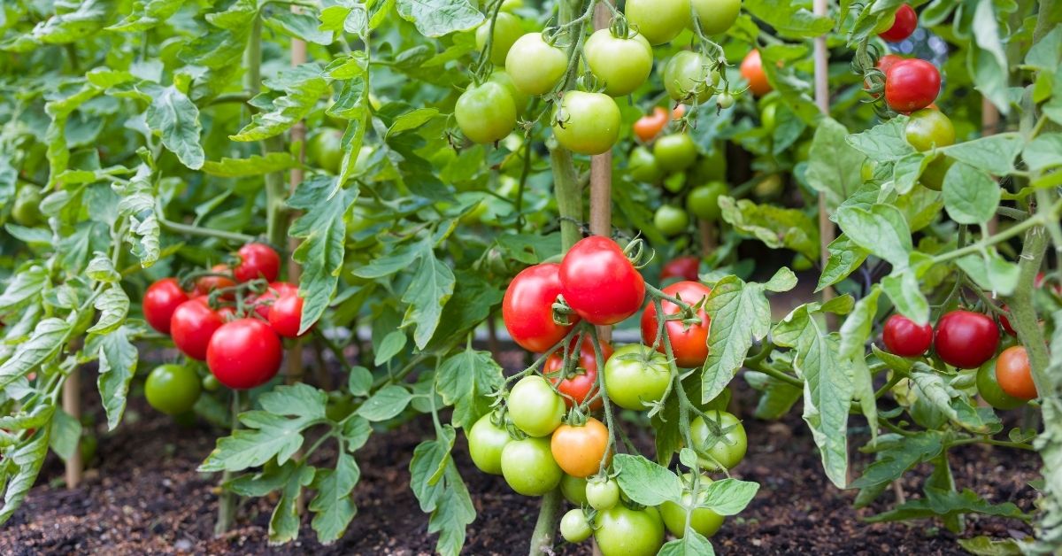 Read more about the article How To Remove Suckers From Indeterminate Tomato Plants?