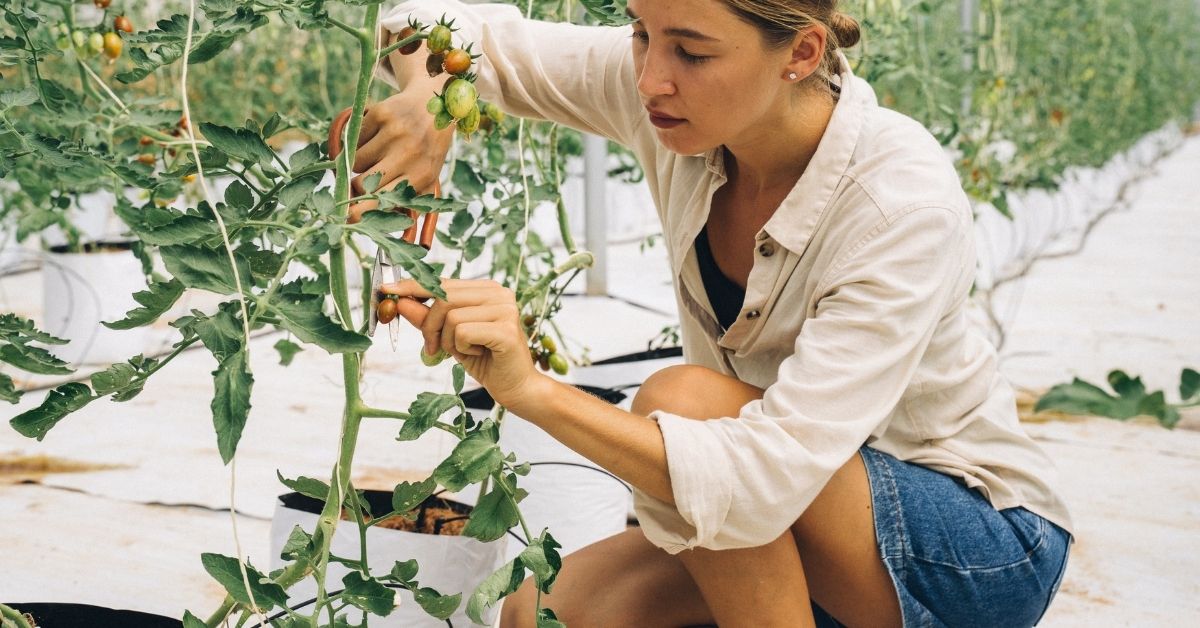 How To Remove Suckers From Indeterminate Tomato Plants? https://organicgardeningeek.com