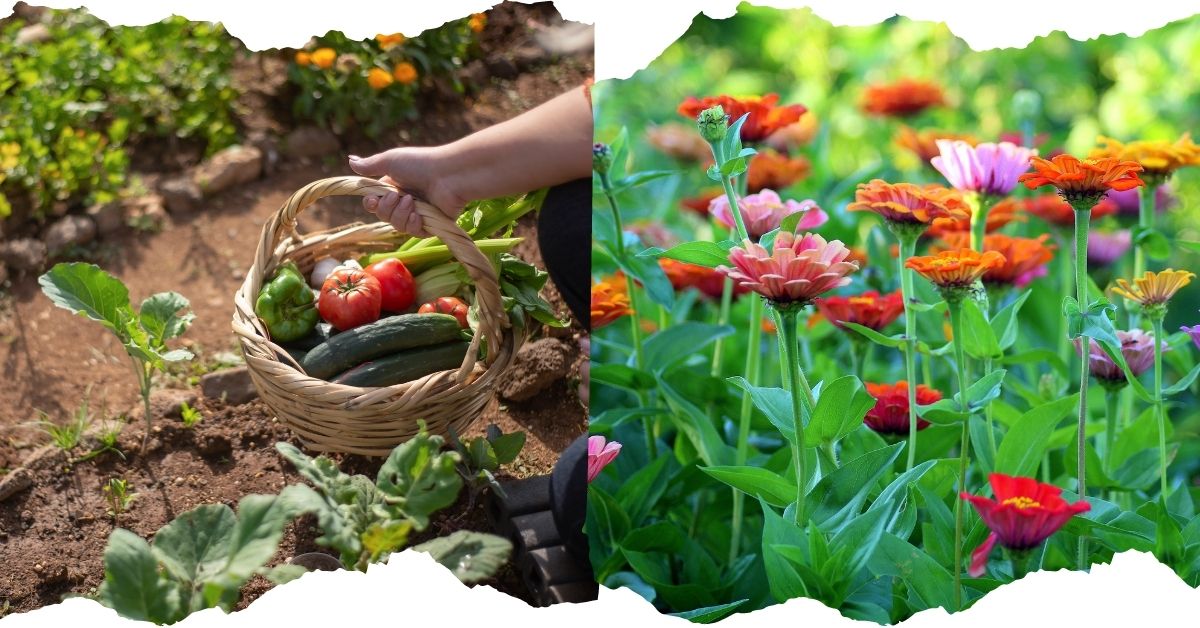 Read more about the article 17 MUST-DO Things For A Successful July Gardening