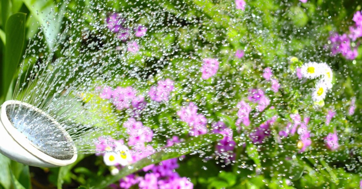 Regular Watering in July https://organicgardeningeek.com