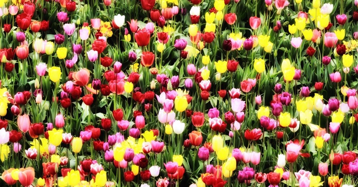 Tulip Varieties and Colors https://organicgardeningeek.com
