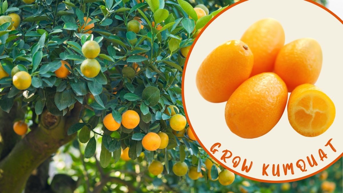 Read more about the article How To Eat Kumquats: The Ultimate Guide For Planting, Caring, And Harvesting Citrus japonica
