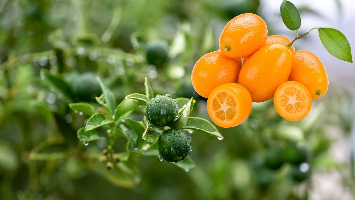 Kumquats: How To Plant, Care, Harvest And Eat Citrus japonica? (The Ultimate Guide) https://organicgardeningeek.com