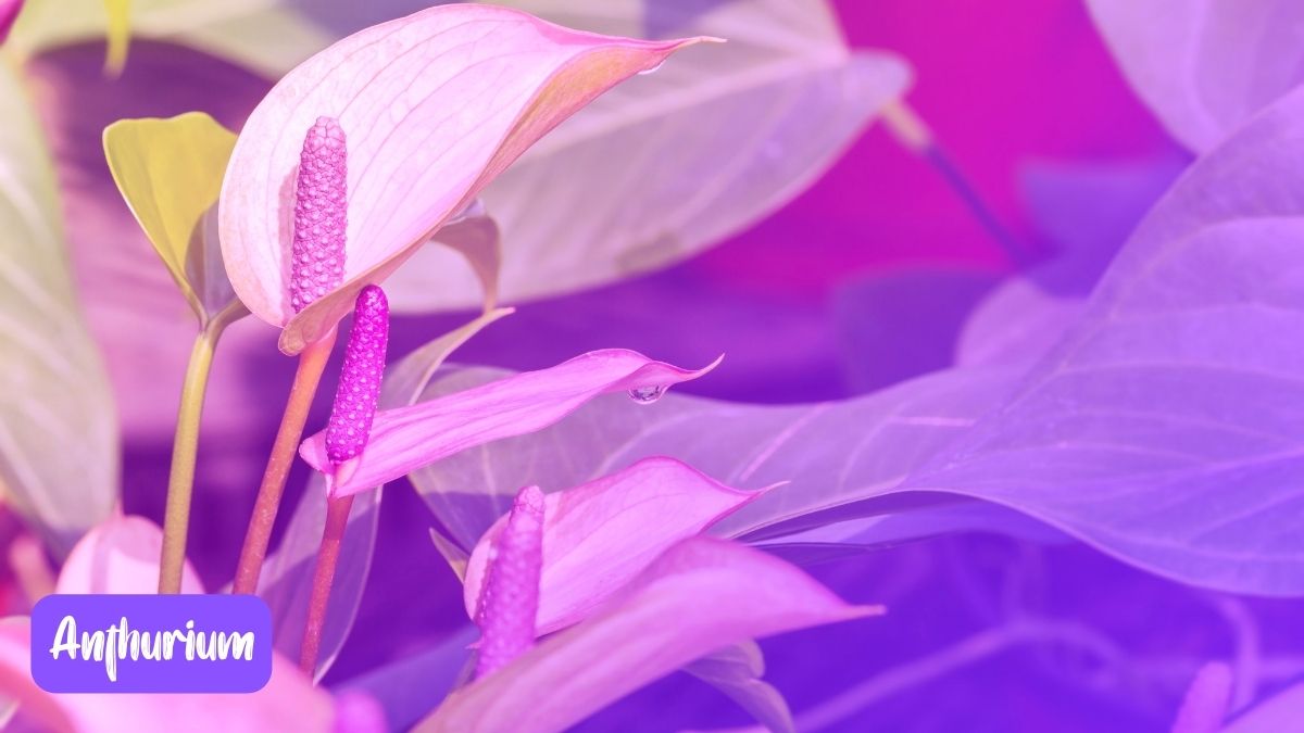Purple Anthurium Flower https://organicgardeningeek.com