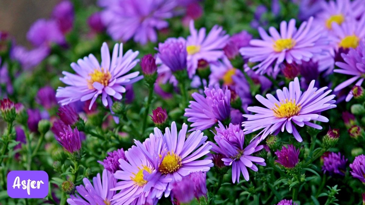 45+ Best Plants With Purple Flowers For Home, Garden And Wedding (And How To Grow Them) - Aster https://organicgardeningeek.com