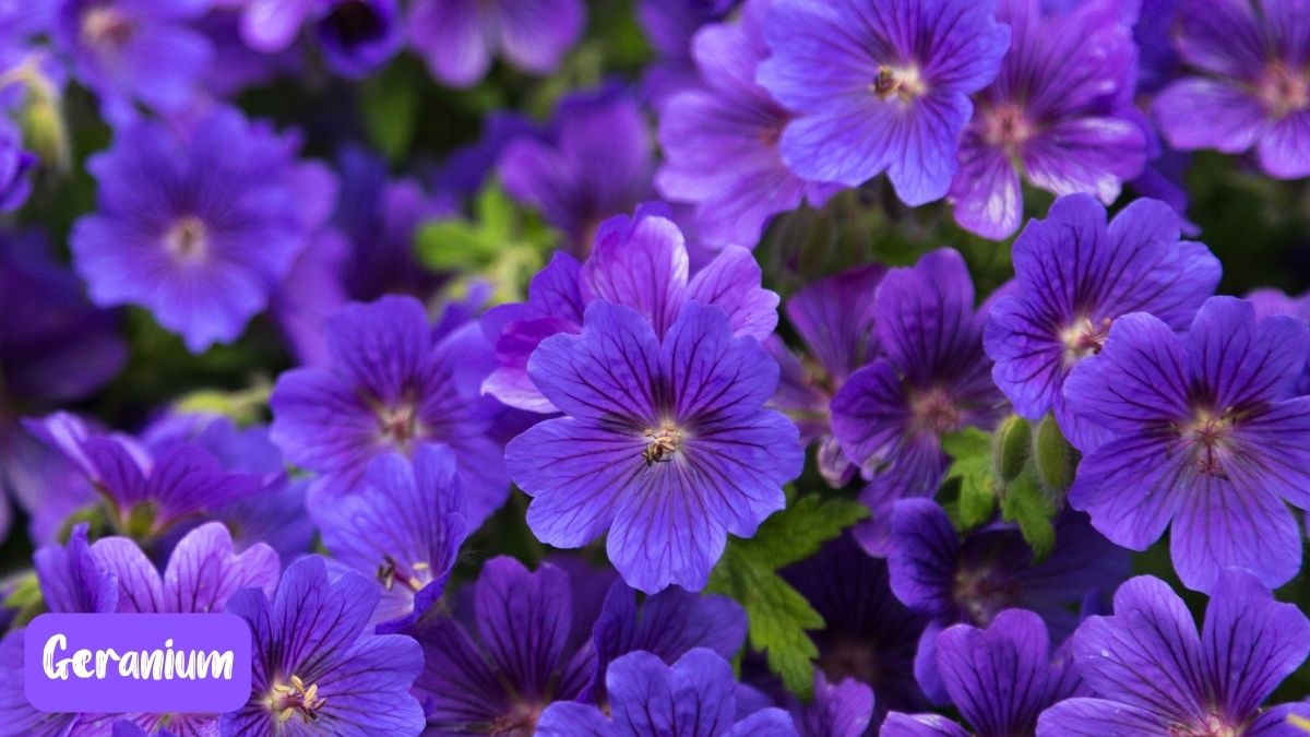 Geranium https://organicgardeningeek.com