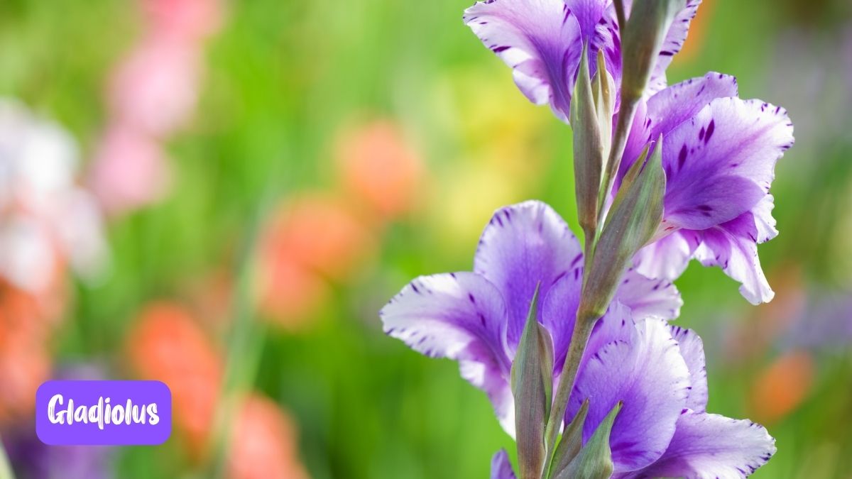 Gladiolus https://organicgardeningeek.com