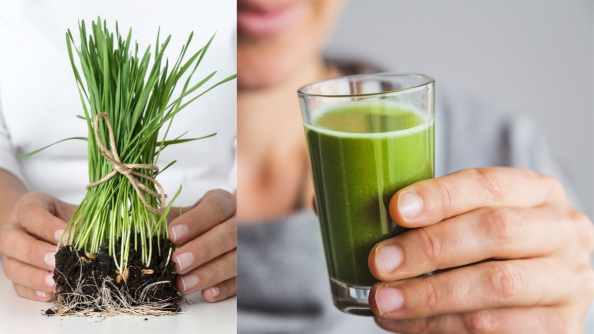 How To Grow Wheatgrass Indoors For Health Booster Wheatgrass Juice? https://organicgardeningeek.com